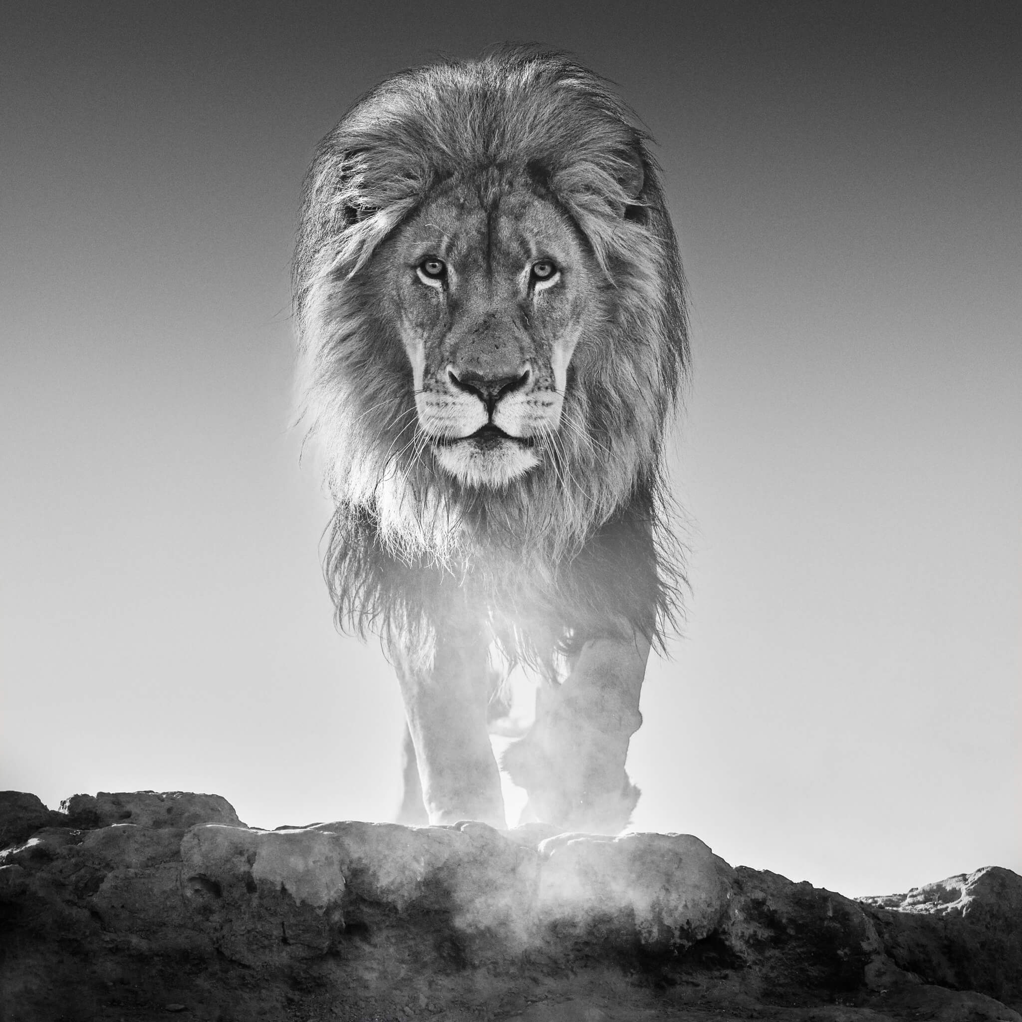 David Yarrow