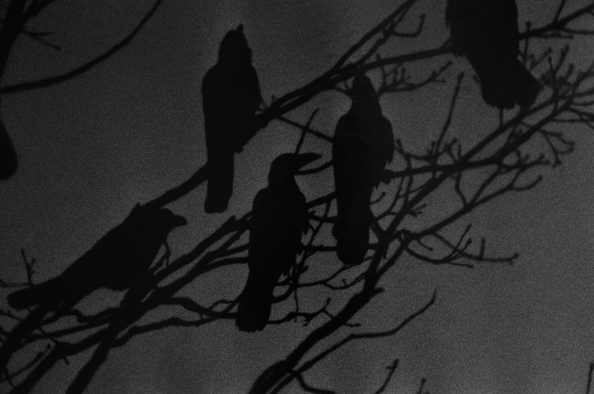 Masahisa Fukase