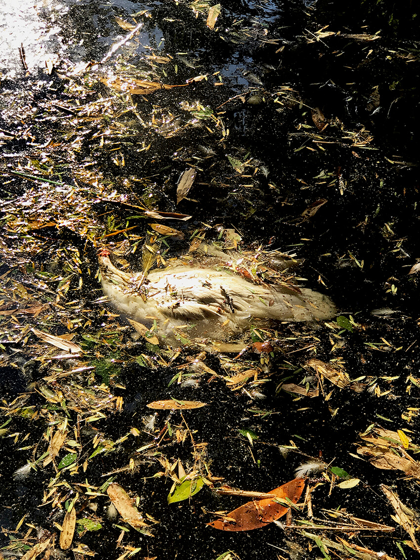 Jesús Léon, Mexico