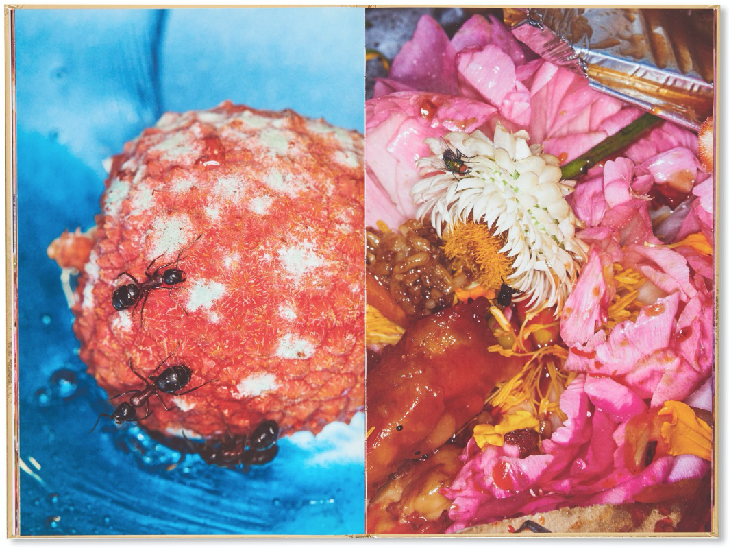 Photography book by Maisie Cousin 'Rubbish, Dipping Sauce, Grass Peonie Bum, published by Trolley Books