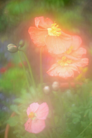 Jordan Sullivan The Autumns of Spring Jane & Jeremy photography book