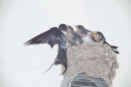 Des oiseaux Rinko Kawauchi Atelier EXB / Editions Xavier Barral