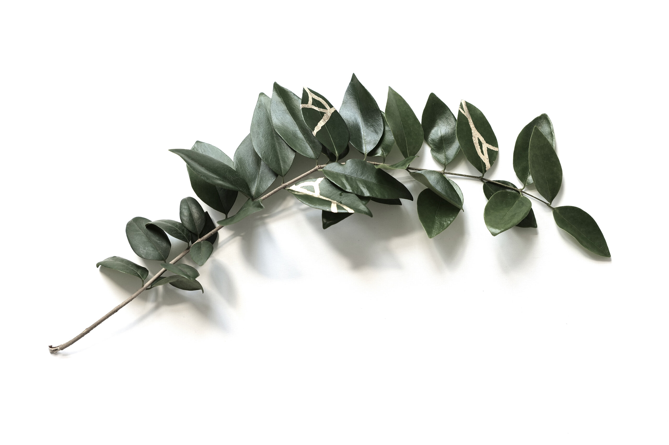 Florence Di Benedetto