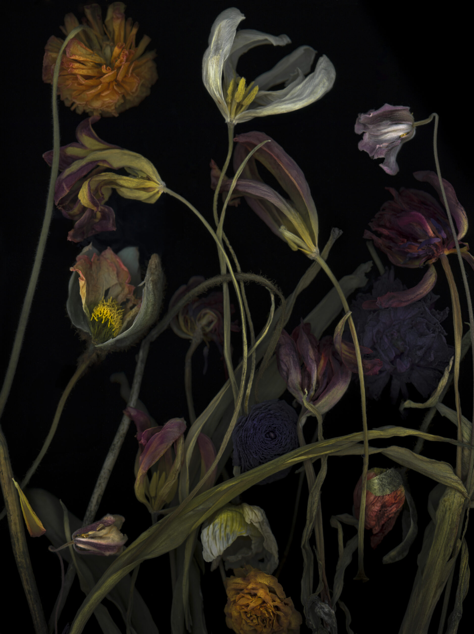  Annette Louise Solakoglu