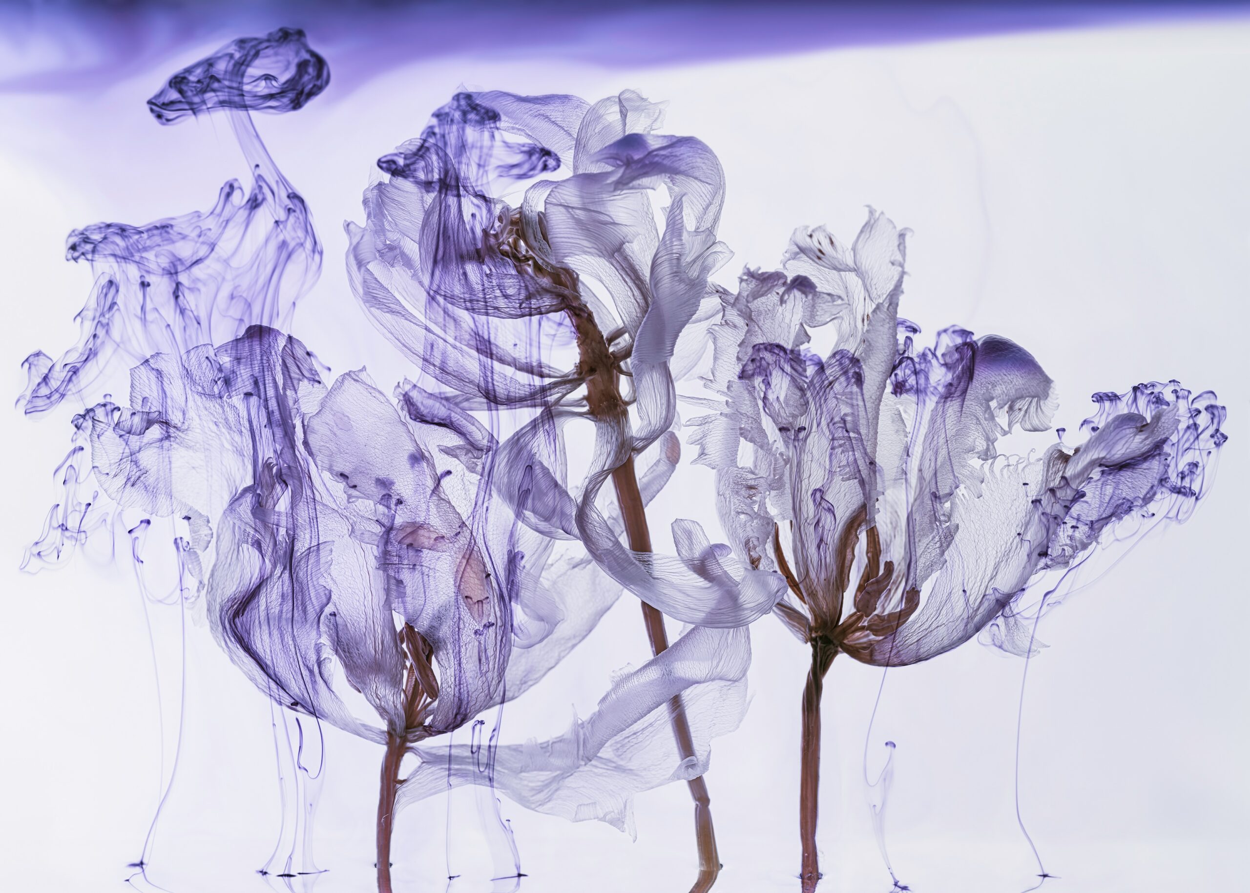 Kathrin Linkersdorff 