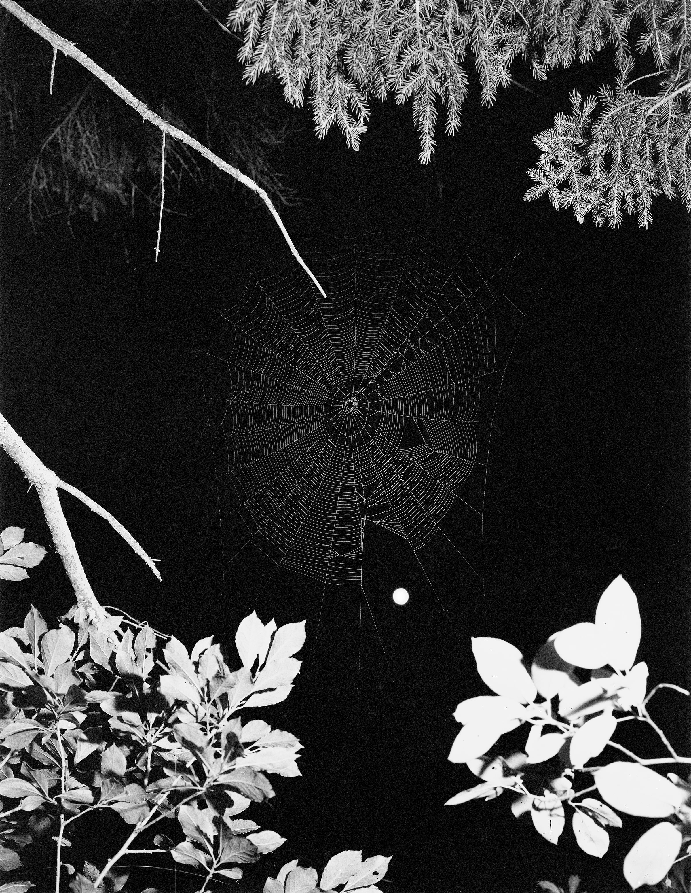 Pia Paulina Guilmoth