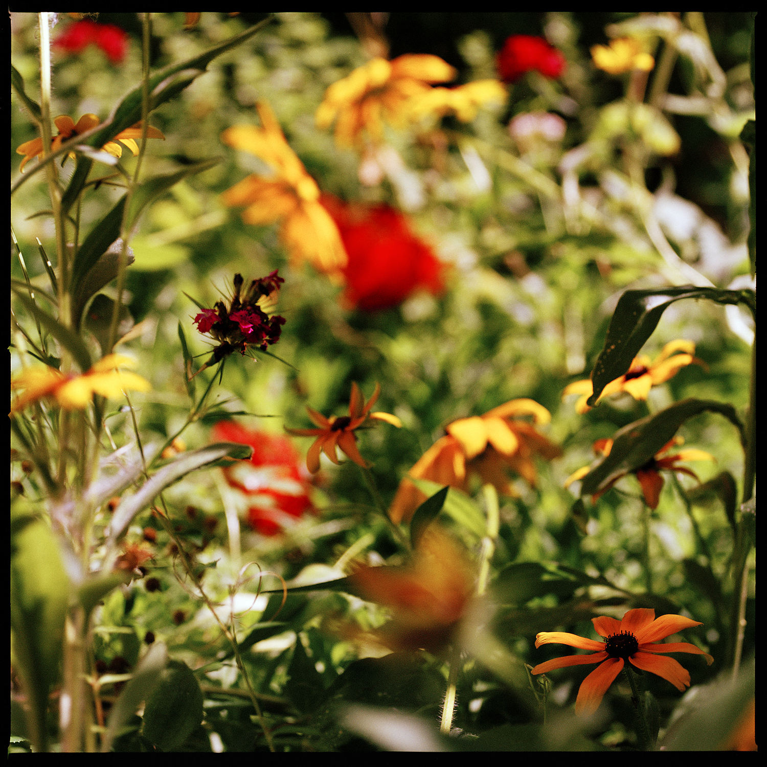 Jacquie Maria Wessels