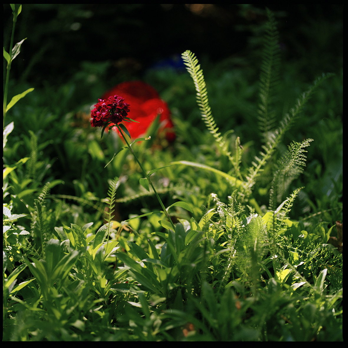 Jacquie Maria Wessels