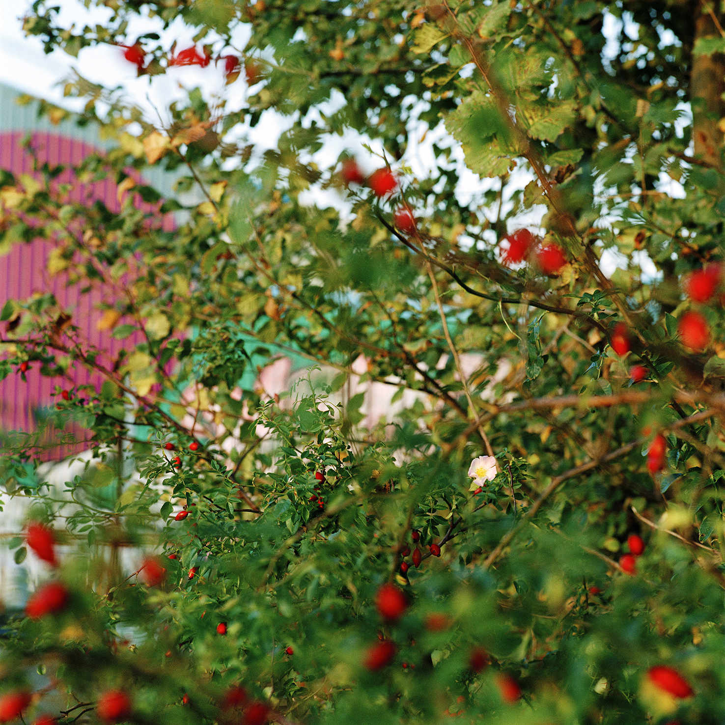 Jacquie Maria Wessels