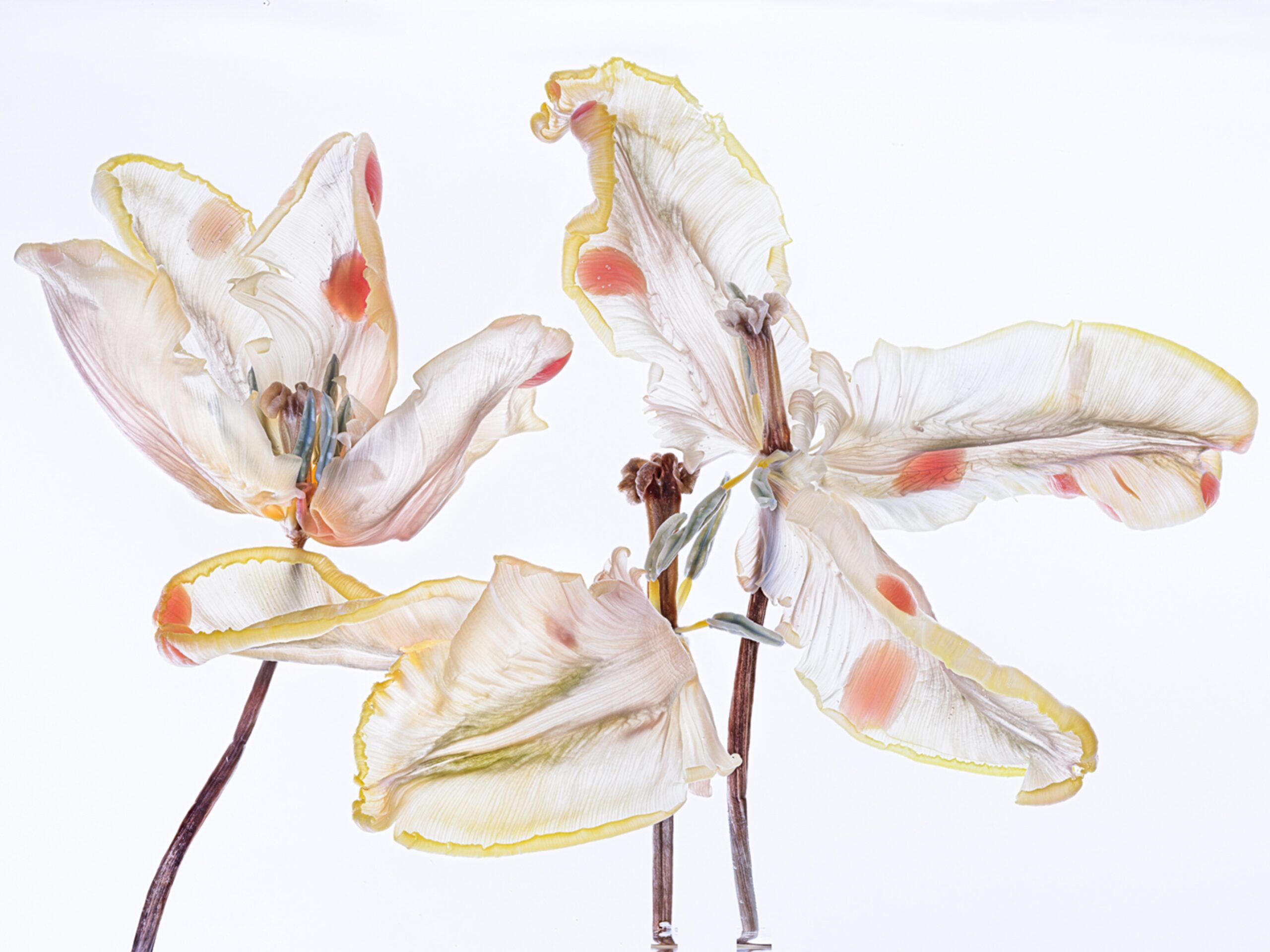 Kathrin Linkersdorff 