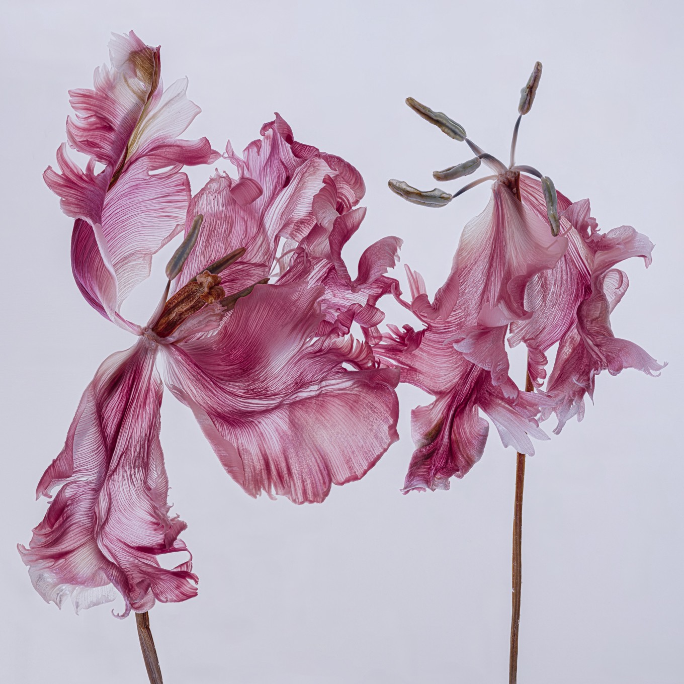 Kathrin Linkersdorff 