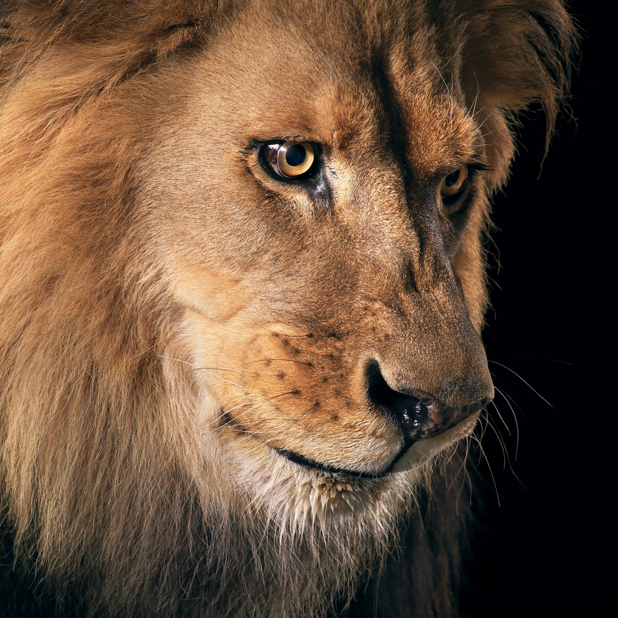 Tim Flach