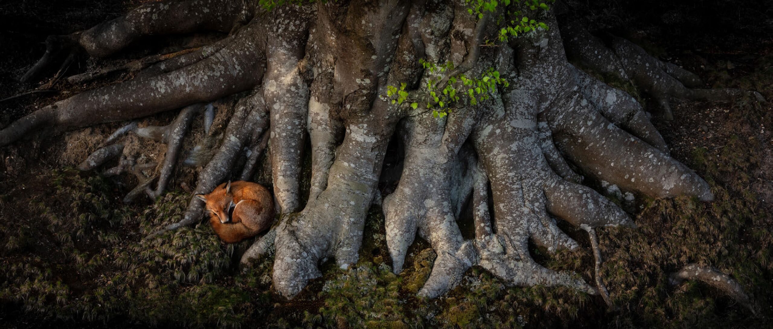 Chris Packham