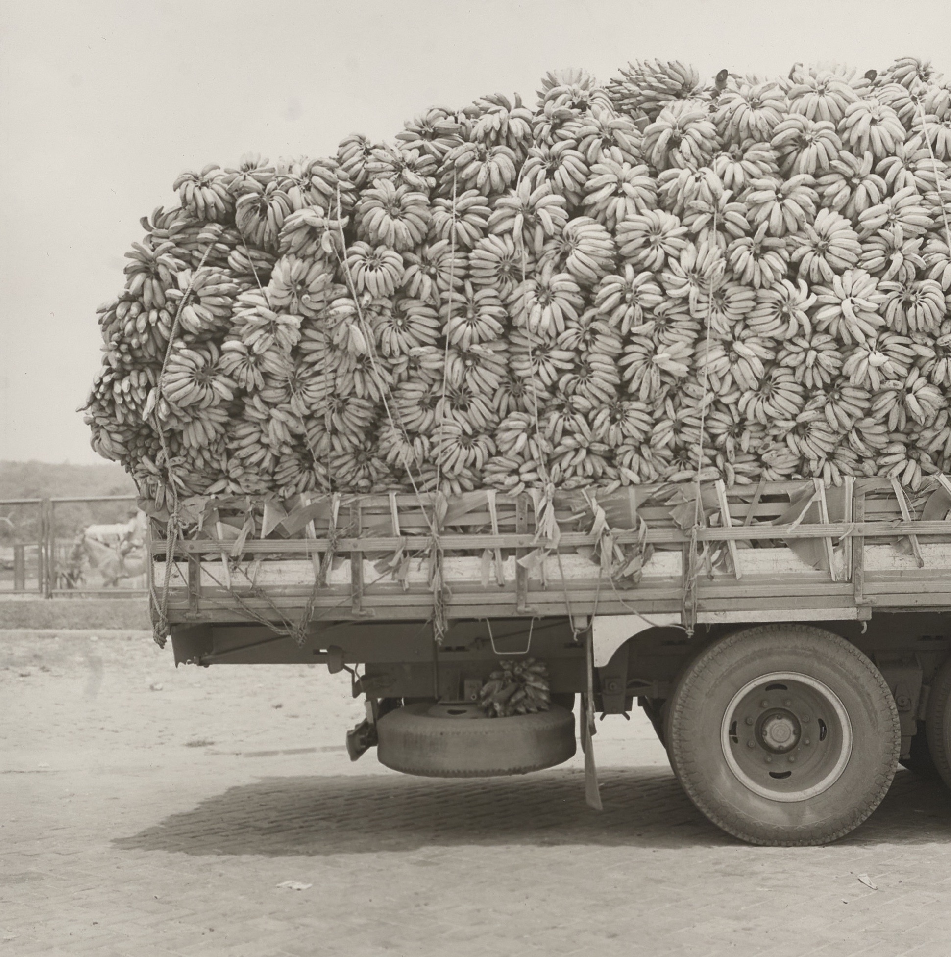 Rosalind Fox Solomon