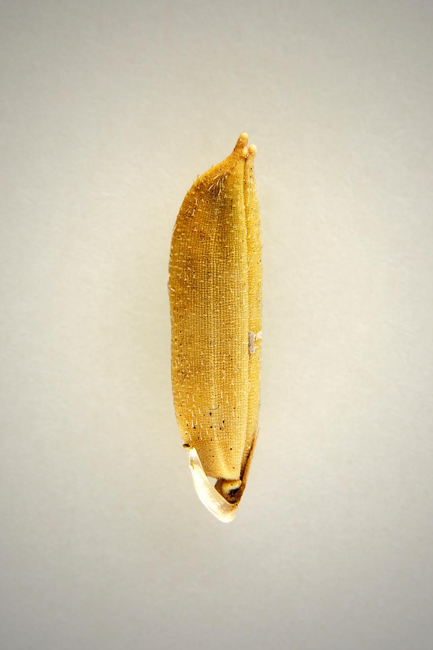 Akshay Raj Singh Rathore